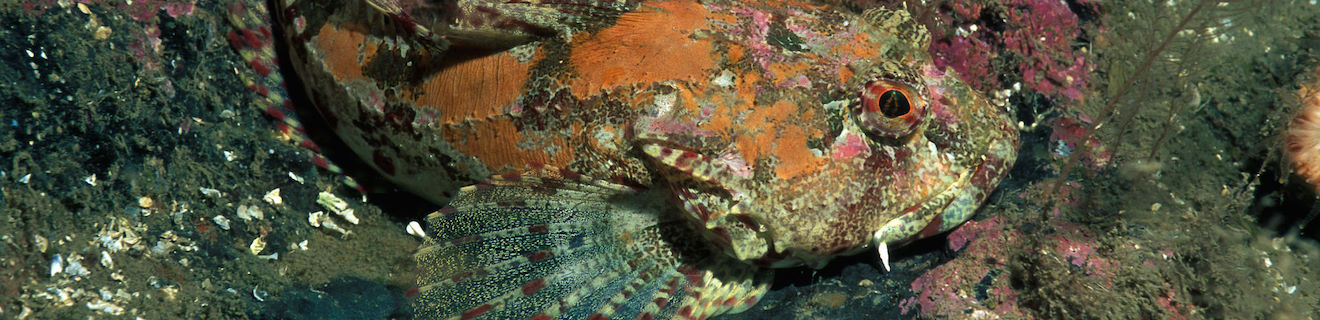 Long-spined sea scorpion